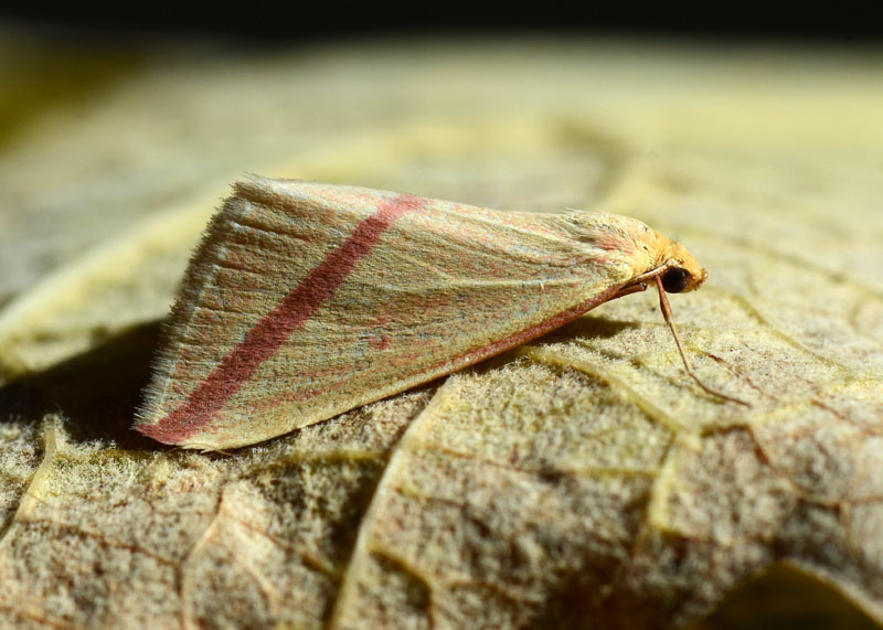 Geometridae Rhodometra sacraria